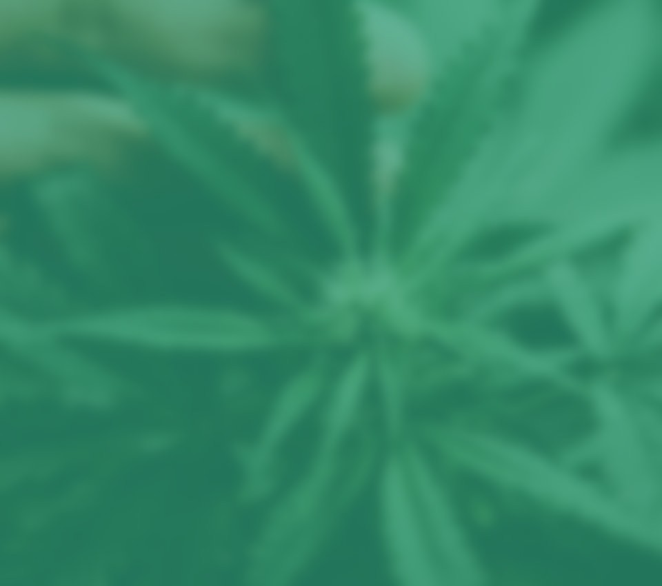 Cannaplan Features