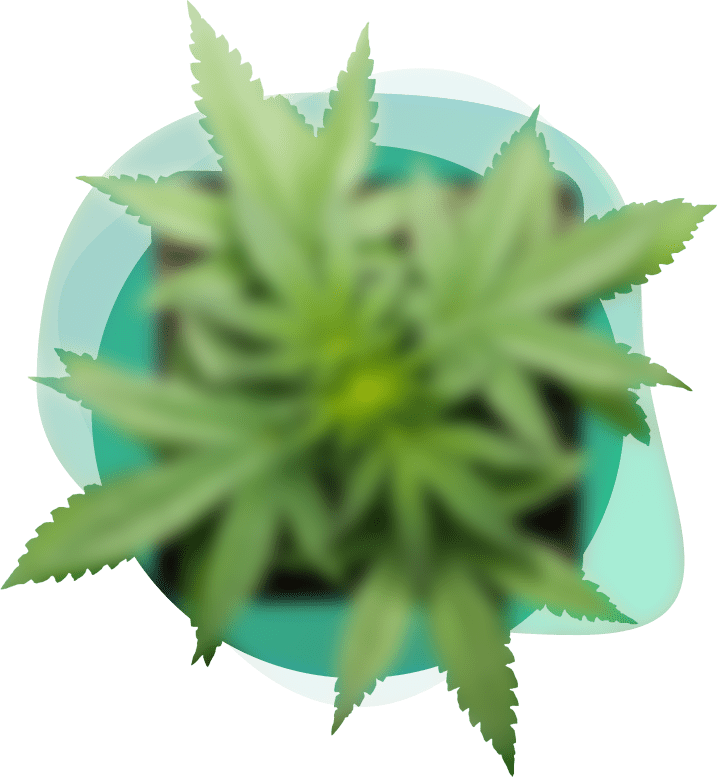 //havoksmoke.com/wp-content/uploads/2020/04/img_cannaplan_7.png