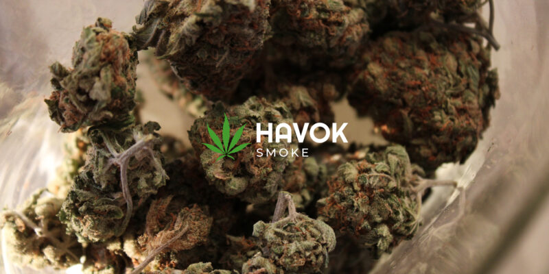 weed buds | Weed Flowers | Buds in hand | Havok Smoke Cannabis and Accessories | Weed Flower Shop
