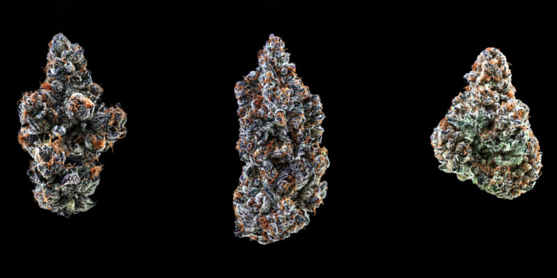 High Society strain by BLK MKT in 7g flower format, ideal for experienced cannabis users.